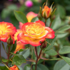 Mandarin Rose Seedlings Flower Seeds Perennial Growing Bonsai Corms Tubers Potted Planting Reblooming Fragrant Garden Roots Rhizomes Species Blooms Plant Bulbs Gardening Tree - Seedsplant