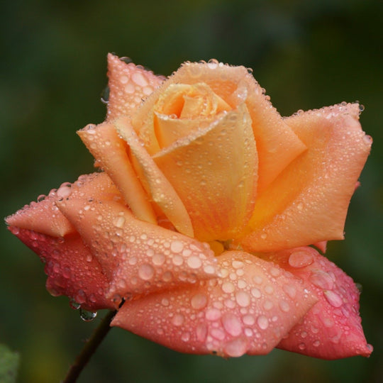 Indian Summer Rose Seedlings Flower Seeds Perennial Growing Bonsai Corms Tubers Potted Planting Reblooming Fragrant Garden Roots Rhizomes Species Blooms Plant Bulbs Gardening Tree