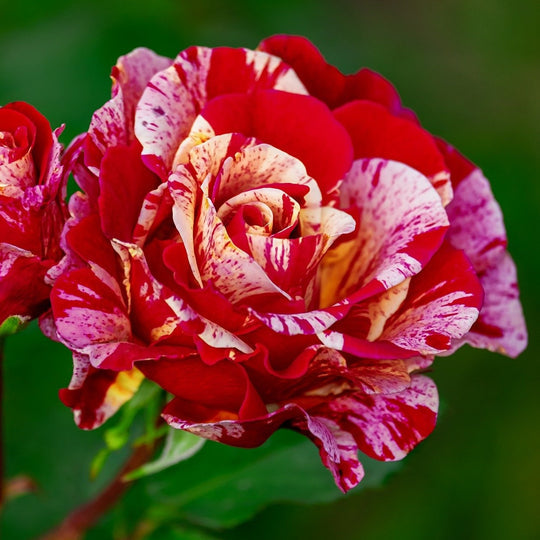 Scentimental Rose Seedlings Flower Seeds Perennial Growing Bonsai Corms Tubers Potted Planting Reblooming Fragrant Garden Roots Rhizomes Species Blooms Plant Bulbs Gardening Tree - Seedsplant