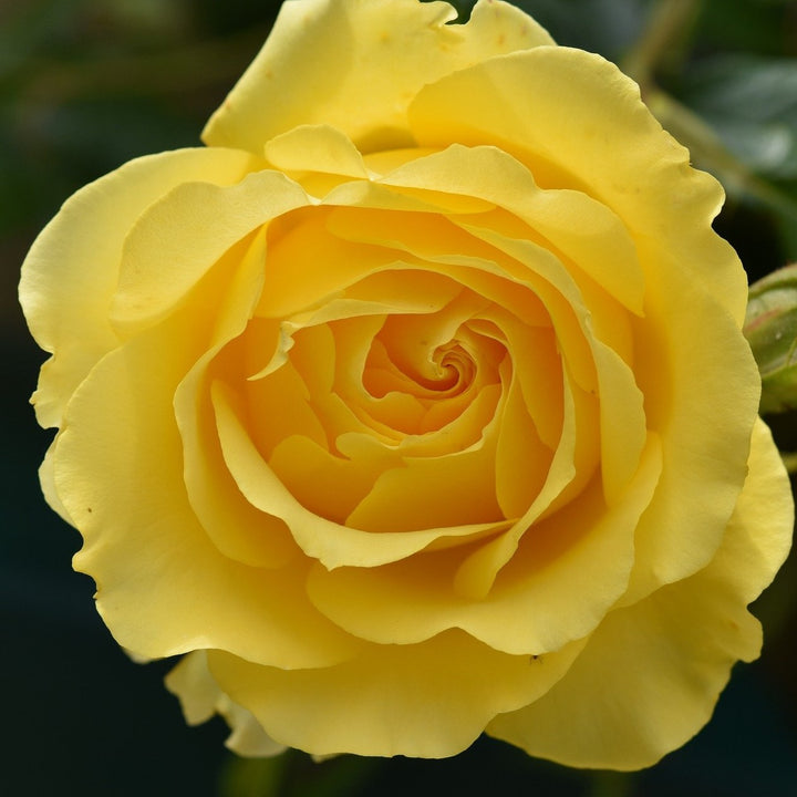 Power Gold Rose Seedlings Flower Seeds Perennial Growing Bonsai Corms Tubers Potted Planting Reblooming Fragrant Garden Roots Rhizomes Species Blooms Plant Bulbs Gardening Tree