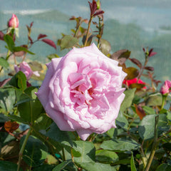 Blue Moon Rose Seedlings Flower Seeds Perennial Growing Bonsai Corms Tubers Potted Planting Reblooming Fragrant Garden Roots Rhizomes Species Blooms Plant Bulbs Gardening Tree