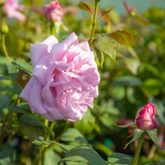 Blue Moon Rose Seedlings Flower Seeds Perennial Growing Bonsai Corms Tubers Potted Planting Reblooming Fragrant Garden Roots Rhizomes Species Blooms Plant Bulbs Gardening Tree