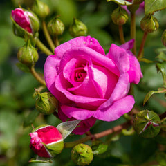 Claire Rose Seedlings Flower Seeds Perennial Growing Bonsai Corms Tubers Potted Planting Reblooming Fragrant Garden Roots Rhizomes Species Blooms Plant Bulbs Gardening Tree