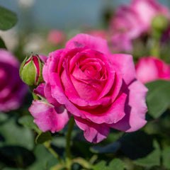 Claire Rose Seedlings Flower Seeds Perennial Growing Bonsai Corms Tubers Potted Planting Reblooming Fragrant Garden Roots Rhizomes Species Blooms Plant Bulbs Gardening Tree