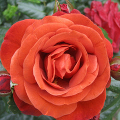 Hot Chocolate Rose Seedlings Flower Seeds Perennial Growing Bonsai Corms Tubers Potted Planting Reblooming Fragrant Garden Roots Rhizomes Species Blooms Plant Bulbs Gardening Tree