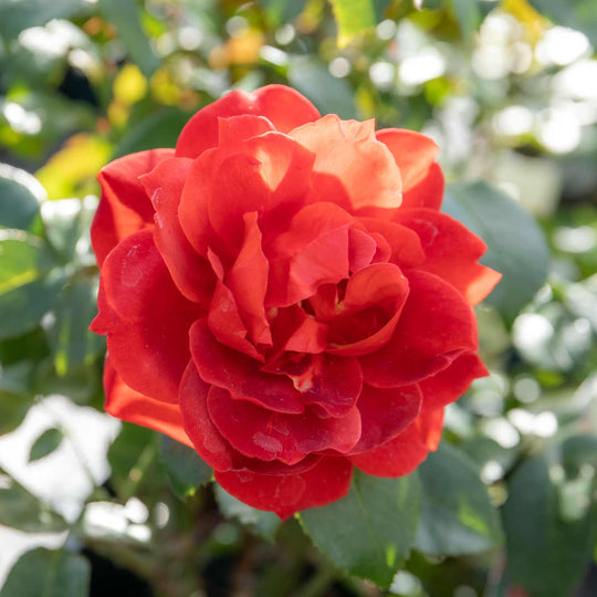 Hot Chocolate Rose Seedlings Flower Seeds Perennial Growing Bonsai Corms Tubers Potted Planting Reblooming Fragrant Garden Roots Rhizomes Species Blooms Plant Bulbs Gardening Tree