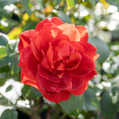 Hot Chocolate Rose Seedlings Flower Seeds Perennial Growing Bonsai Corms Tubers Potted Planting Reblooming Fragrant Garden Roots Rhizomes Species Blooms Plant Bulbs Gardening Tree