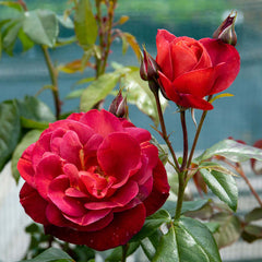 Hot Chocolate Rose Seedlings Flower Seeds Perennial Growing Bonsai Corms Tubers Potted Planting Reblooming Fragrant Garden Roots Rhizomes Species Blooms Plant Bulbs Gardening Tree