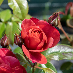 Hot Chocolate Rose Seedlings Flower Seeds Perennial Growing Bonsai Corms Tubers Potted Planting Reblooming Fragrant Garden Roots Rhizomes Species Blooms Plant Bulbs Gardening Tree