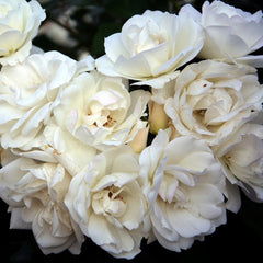 Iceberg Rose Seedlings Flower Seeds Perennial Growing Bonsai Corms Tubers Potted Planting Reblooming Fragrant Garden Roots Rhizomes Species Blooms Plant Bulbs Gardening Tree