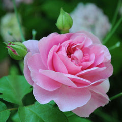 Lucky Climbing Rose Seedlings Flower Seeds Perennial Growing Bonsai Corms Tubers Potted Planting Reblooming Fragrant Garden Roots Rhizomes Species Blooms Plant Bulbs Gardening Tree