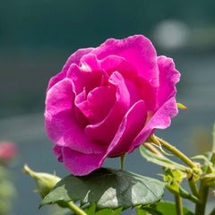 Lucky Climbing Rose Seedlings Flower Seeds Perennial Growing Bonsai Corms Tubers Potted Planting Reblooming Fragrant Garden Roots Rhizomes Species Blooms Plant Bulbs Gardening Tree