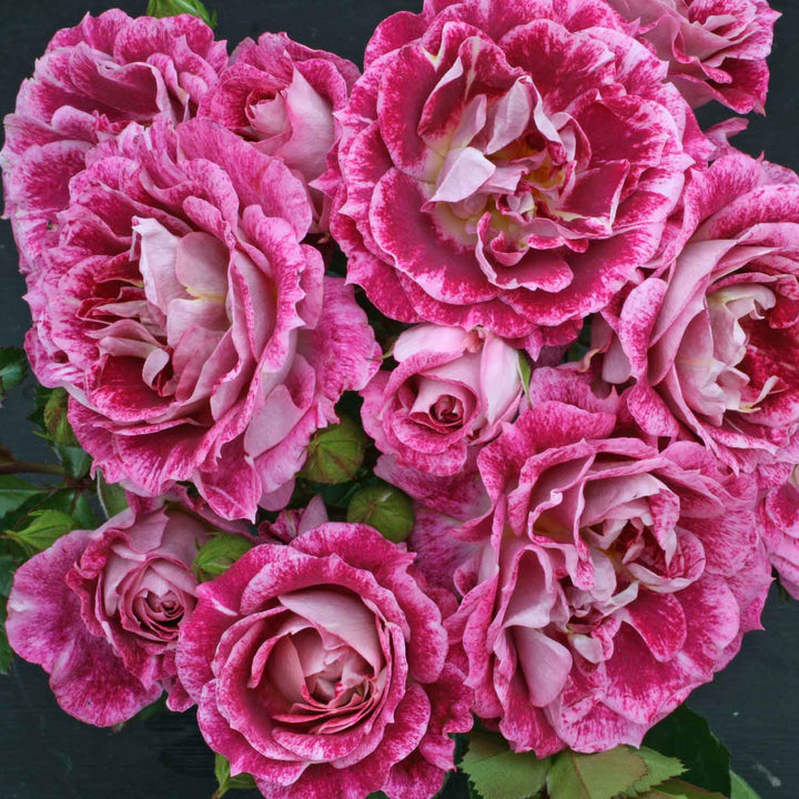 Celebrate Rose Seedlings Flower Seeds Perennial Growing Bonsai Corms Tubers Potted Planting Reblooming Fragrant Garden Roots Rhizomes Species Blooms Plant Bulbs Gardening Tree