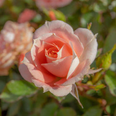 Power Rose Seedlings Flower Seeds Perennial Growing Bonsai Corms Tubers Potted Planting Reblooming Fragrant Garden Roots Rhizomes Species Blooms Plant Bulbs Gardening Tree