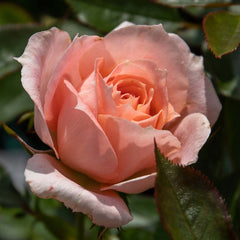 Power Rose Seedlings Flower Seeds Perennial Growing Bonsai Corms Tubers Potted Planting Reblooming Fragrant Garden Roots Rhizomes Species Blooms Plant Bulbs Gardening Tree