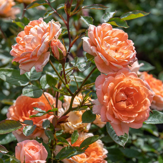 Power Rose Seedlings Flower Seeds Perennial Growing Bonsai Corms Tubers Potted Planting Reblooming Fragrant Garden Roots Rhizomes Species Blooms Plant Bulbs Gardening Tree