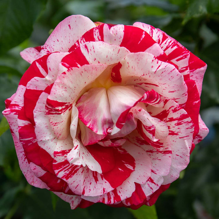 Rock 'n' Roll Rose Seedlings Flower Seeds Perennial Growing Bonsai Corms Tubers Potted Planting Reblooming Fragrant Garden Roots Rhizomes Species Blooms Plant Bulbs Gardening Tree