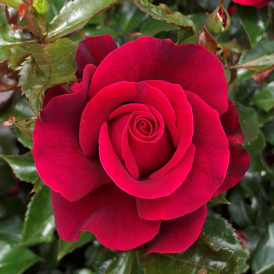 Gets Rose Seedlings Flower Seeds Perennial Growing Bonsai Corms Tubers Potted Planting Reblooming Fragrant Garden Roots Rhizomes Species Blooms Plant Bulbs Gardening Tree
