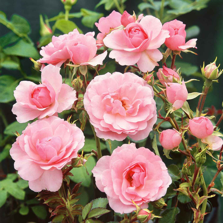 Bonica Rose Seedlings Flower Seeds Perennial Growing Bonsai Corms Tubers Potted Planting Reblooming Fragrant Garden Roots Rhizomes Species Blooms Plant Bulbs Gardening Tree - Seedsplant