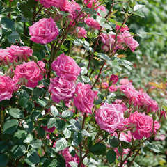 Gloriana Rose Seedlings Flower Seeds Perennial Growing Bonsai Corms Tubers Potted Planting Reblooming Fragrant Garden Roots Rhizomes Species Blooms Plant Bulbs Gardening Tree