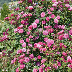 Gloriana Rose Seedlings Flower Seeds Perennial Growing Bonsai Corms Tubers Potted Planting Reblooming Fragrant Garden Roots Rhizomes Species Blooms Plant Bulbs Gardening Tree