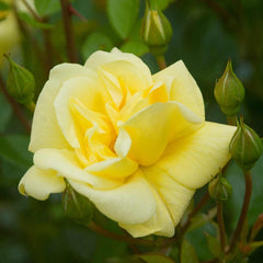 Memories Rose Seedlings Flower Seeds Perennial Growing Bonsai Corms Tubers Potted Planting Reblooming Fragrant Garden Roots Rhizomes Species Blooms Plant Bulbs Gardening Tree