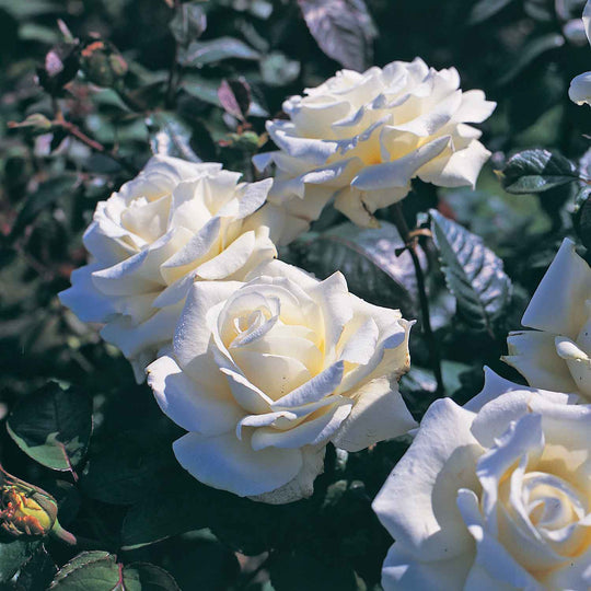 Ice Cream Rose Seedlings Flower Seeds Perennial Growing Bonsai Corms Tubers Potted Planting Reblooming Fragrant Garden Roots Rhizomes Species Blooms Plant Bulbs Gardening Tree