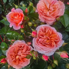 Wonderful Life Rose Seedlings Flower Seeds Perennial Growing Bonsai Corms Tubers Potted Planting Reblooming Fragrant Garden Roots Rhizomes Species Blooms Plant Bulbs Gardening Tree