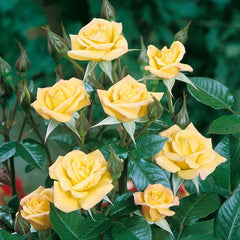 Laura Ford Rose Seedlings Flower Seeds Perennial Growing Bonsai Corms Tubers Potted Planting Reblooming Fragrant Garden Roots Rhizomes Species Blooms Plant Bulbs Gardening Tree