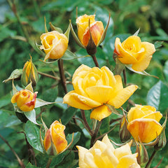 Laura Ford Rose Seedlings Flower Seeds Perennial Growing Bonsai Corms Tubers Potted Planting Reblooming Fragrant Garden Roots Rhizomes Species Blooms Plant Bulbs Gardening Tree