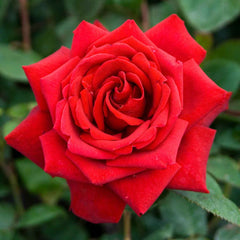 Memory Rose Seedlings Flower Seeds Perennial Growing Bonsai Corms Tubers Potted Planting Reblooming Fragrant Garden Roots Rhizomes Species Blooms Plant Bulbs Gardening Tree