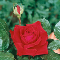 Memory Rose Seedlings Flower Seeds Perennial Growing Bonsai Corms Tubers Potted Planting Reblooming Fragrant Garden Roots Rhizomes Species Blooms Plant Bulbs Gardening Tree