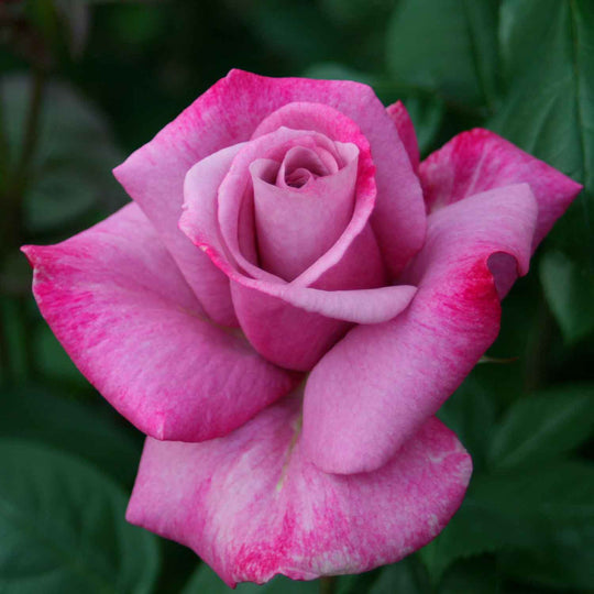 Moody Blue Rose Seedlings Flower Seeds Perennial Growing Bonsai Corms Tubers Potted Planting Reblooming Fragrant Garden Roots Rhizomes Species Blooms Plant Bulbs Gardening Tree - Seedsplant