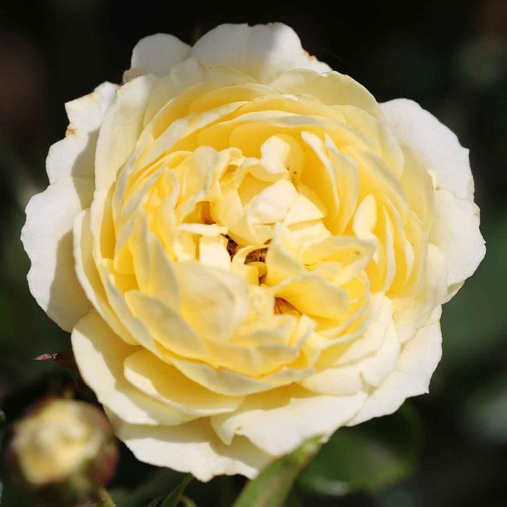 Memories Rose Seedlings Flower Seeds Perennial Growing Bonsai Corms Tubers Potted Planting Reblooming Fragrant Garden Roots Rhizomes Species Blooms Plant Bulbs Gardening Tree