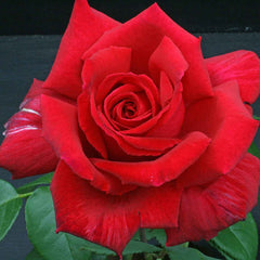 Velvet Fragrance Rose Seedlings Flower Seeds Perennial Growing Bonsai Corms Tubers Potted Planting Reblooming Fragrant Garden Roots Rhizomes Species Blooms Plant Bulbs Gardening Tree