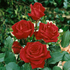 Velvet Fragrance Rose Seedlings Flower Seeds Perennial Growing Bonsai Corms Tubers Potted Planting Reblooming Fragrant Garden Roots Rhizomes Species Blooms Plant Bulbs Gardening Tree