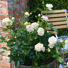 Timeless Cream Rose Seedlings Flower Seeds Perennial Growing Bonsai Corms Tubers Potted Planting Reblooming Fragrant Garden Roots Rhizomes Species Blooms Plant Bulbs Gardening Tree