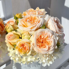 Timeless Cream Rose Seedlings Flower Seeds Perennial Growing Bonsai Corms Tubers Potted Planting Reblooming Fragrant Garden Roots Rhizomes Species Blooms Plant Bulbs Gardening Tree