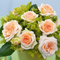 Timeless Cream Rose Seedlings Flower Seeds Perennial Growing Bonsai Corms Tubers Potted Planting Reblooming Fragrant Garden Roots Rhizomes Species Blooms Plant Bulbs Gardening Tree
