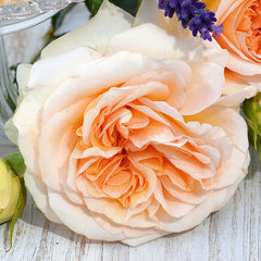 Timeless Cream Rose Seedlings Flower Seeds Perennial Growing Bonsai Corms Tubers Potted Planting Reblooming Fragrant Garden Roots Rhizomes Species Blooms Plant Bulbs Gardening Tree