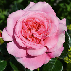 Timeless Pink Rose Seedlings Flower Seeds Perennial Growing Bonsai Corms Tubers Potted Planting Reblooming Fragrant Garden Roots Rhizomes Species Blooms Plant Bulbs Gardening Tree