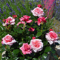 Timeless Pink Rose Seedlings Flower Seeds Perennial Growing Bonsai Corms Tubers Potted Planting Reblooming Fragrant Garden Roots Rhizomes Species Blooms Plant Bulbs Gardening Tree