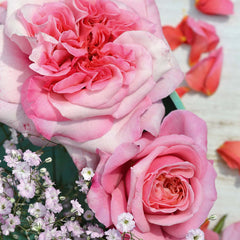 Timeless Pink Rose Seedlings Flower Seeds Perennial Growing Bonsai Corms Tubers Potted Planting Reblooming Fragrant Garden Roots Rhizomes Species Blooms Plant Bulbs Gardening Tree