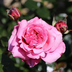 Timeless Pink Rose Seedlings Flower Seeds Perennial Growing Bonsai Corms Tubers Potted Planting Reblooming Fragrant Garden Roots Rhizomes Species Blooms Plant Bulbs Gardening Tree