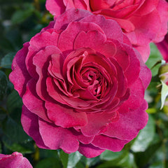 Timeless Purple Rose Seedlings Flower Seeds Perennial Growing Bonsai Corms Tubers Potted Planting Reblooming Fragrant Garden Roots Rhizomes Species Blooms Plant Bulbs Gardening Tree