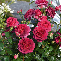 Timeless Purple Rose Seedlings Flower Seeds Perennial Growing Bonsai Corms Tubers Potted Planting Reblooming Fragrant Garden Roots Rhizomes Species Blooms Plant Bulbs Gardening Tree