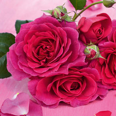 Timeless Purple Rose Seedlings Flower Seeds Perennial Growing Bonsai Corms Tubers Potted Planting Reblooming Fragrant Garden Roots Rhizomes Species Blooms Plant Bulbs Gardening Tree