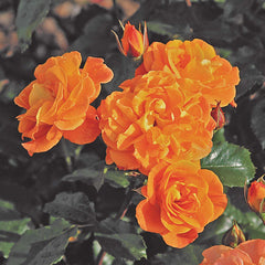 Precious Amber Rose Seedlings Flower Seeds Perennial Growing Bonsai Corms Tubers Potted Planting Reblooming Fragrant Garden Roots Rhizomes Species Blooms Plant Bulbs Gardening Tree