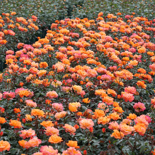Precious Amber Rose Seedlings Flower Seeds Perennial Growing Bonsai Corms Tubers Potted Planting Reblooming Fragrant Garden Roots Rhizomes Species Blooms Plant Bulbs Gardening Tree - Seedsplant