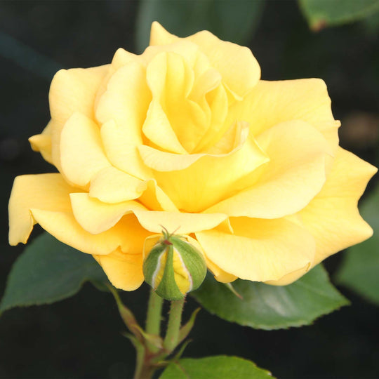 Precious Gold Rose Seedlings Flower Seeds Perennial Growing Bonsai Corms Tubers Potted Planting Reblooming Fragrant Garden Roots Rhizomes Species Blooms Plant Bulbs Gardening Tree
